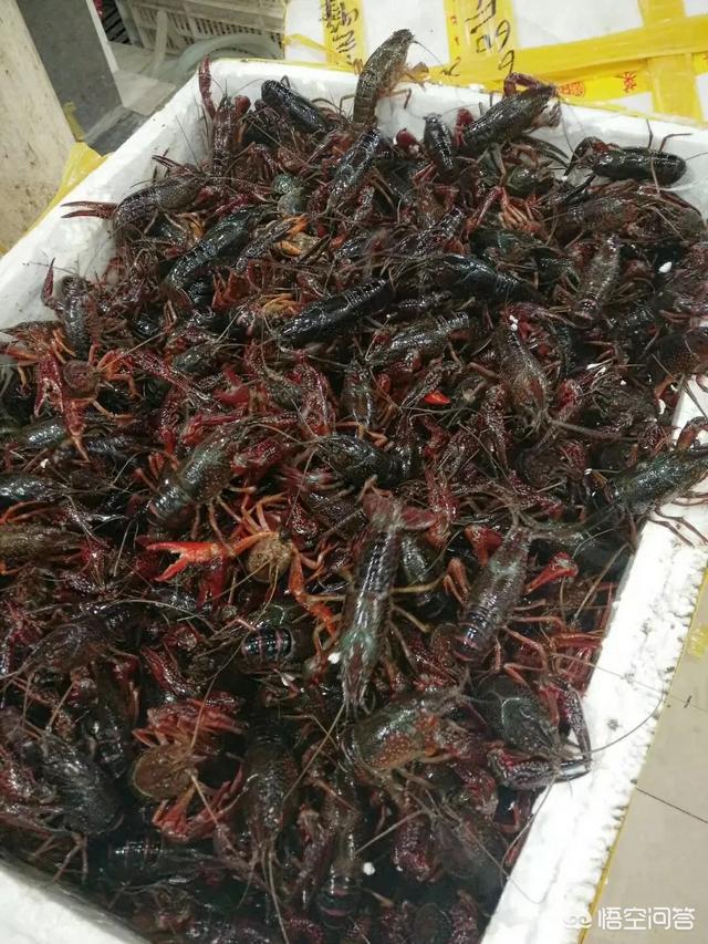 小龙虾产业现状如何？