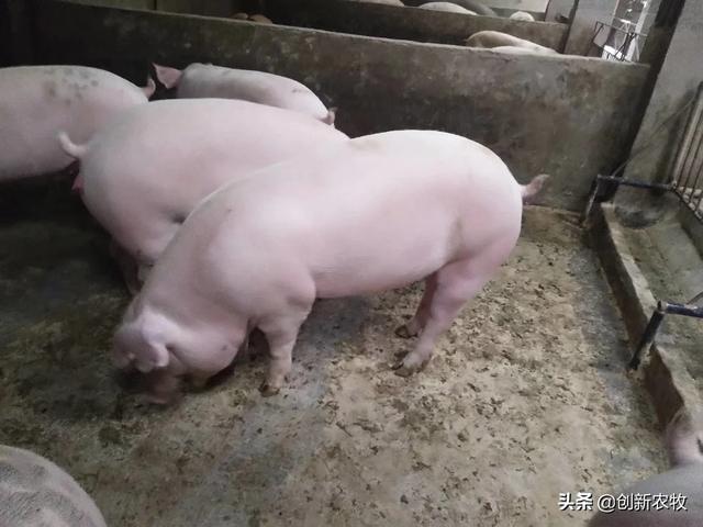 生猪价格全面上涨，但四川最近的生猪却连续下跌，这个是什么情况？四川猪价会起来吗？