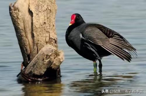 1400万从业人员，5000亿元产值的野生动物养殖业该何去何从？